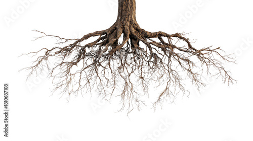 Overhead shot of tree roots spreading around the trunk background isolated on a Transparent background, PNG file.