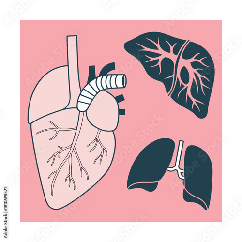Illustration of human organs including heart, liver, and lungs on a pink background, showcasing internal anatomy and healthcare concepts for medical education