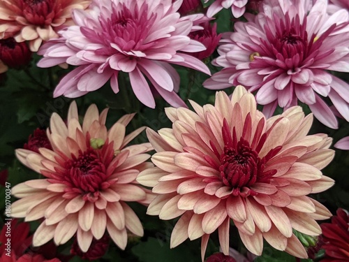 Wallpaper Mural pink chrysanthemum flowers Torontodigital.ca