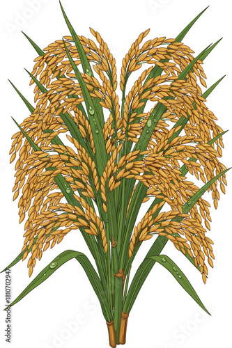 Golden rice plant vector illustration with ripe paddy grains and green leaves, agriculture harvest symbol isolated on white background for food design.