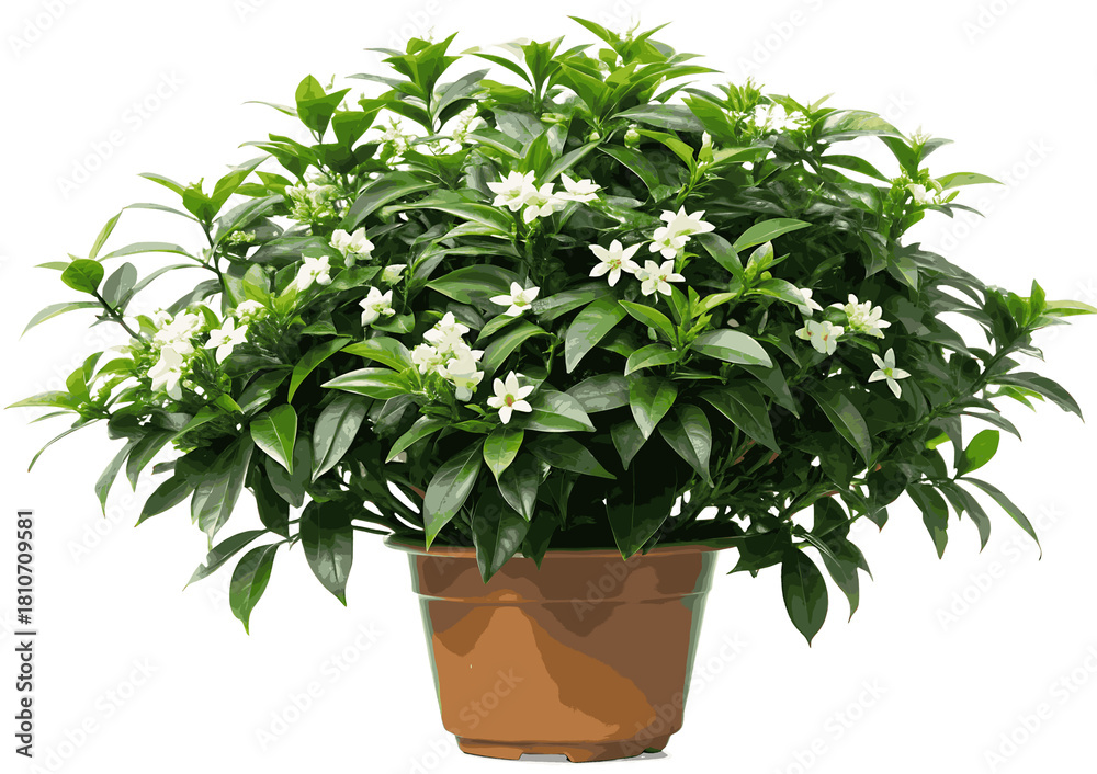 Obraz premium Wrightia antidysenterica on white