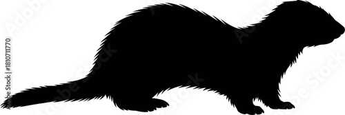 Black ferret silhouette on white background animal
