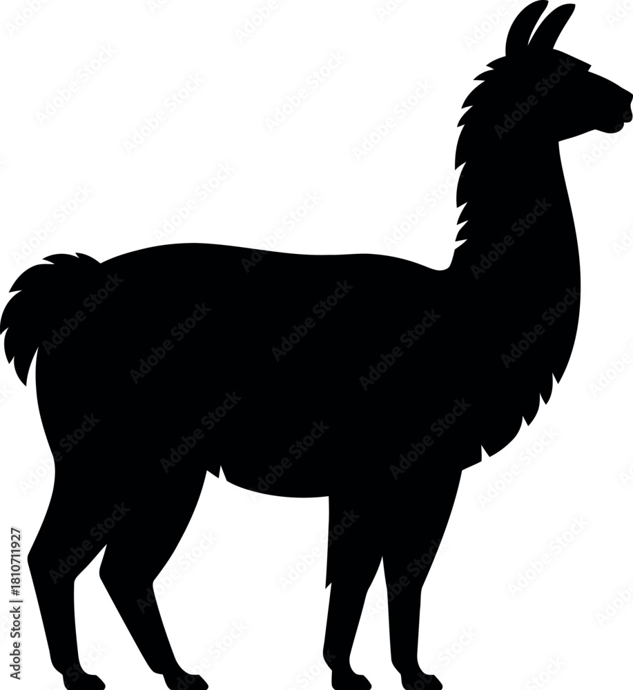 Obraz premium Black llama silhouette standing animal mammal