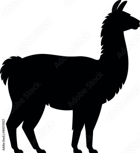 Black llama silhouette standing animal mammal