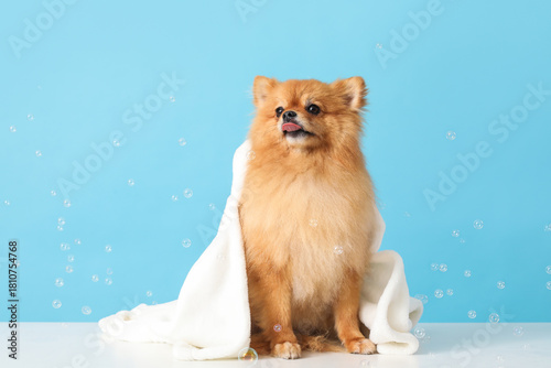 Cute Pomeranian dog with to...