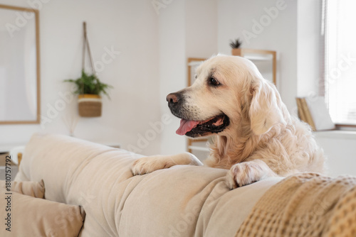Cute Labrador dog behind so...