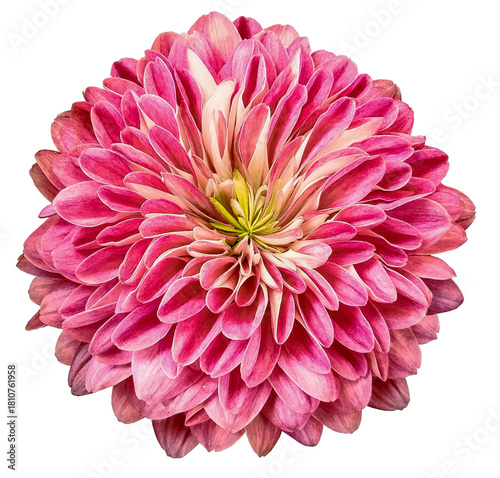 Chrysanthemum  flower  on   isolated background with clipping path. Closeup. For design. Nature. Transparent background. 