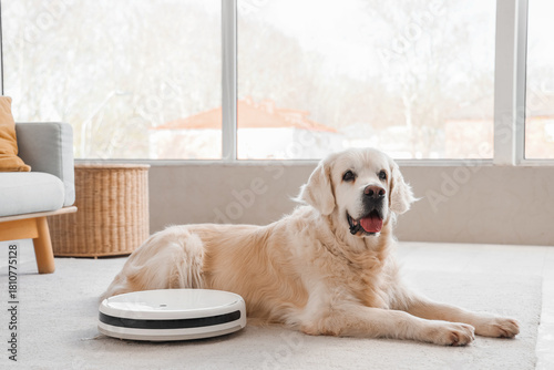 Golden retriever dog lying ...