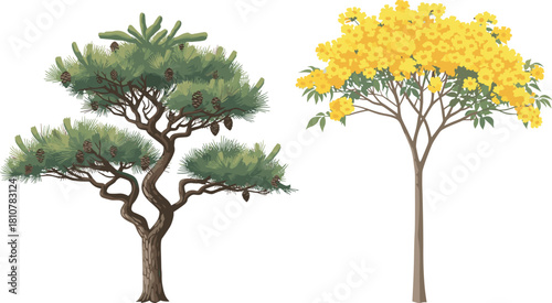 evergreen pine and bright yellow flowering tree vector illustration set, nature, botany, ornamental garden, park, and landscape design elements on white background.evergreen pine and bright yellow 