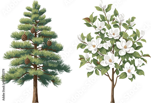 Vector illustration set of an evergreen pine tree with cones and a blooming white magnolia tree, nature, forestry, botanical, and ornamental garden design elements on white.