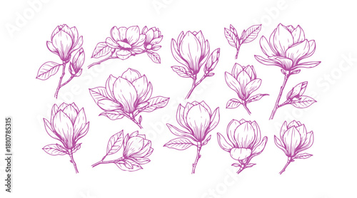 Botanical hand-drawn collection of magnolia flowers on white backgrounds.
