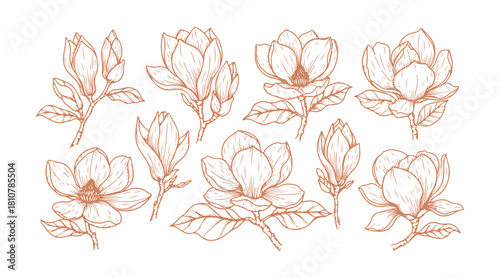 floral illustrations featuring detailed magnolia drawings.