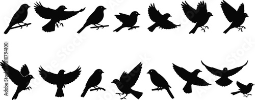 Bird silhouette illustration set, flight and perch poses, black vector, wing positions, avian movement, wildlife design, nature artwork