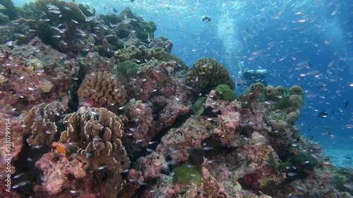 Underwater scubadiving scenery of hard corals on rocky formation and a massive school of glassfishes in cinematic slow-motion, high resolution