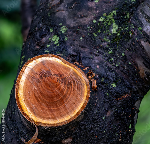 A place from a sawn branch on a tree.