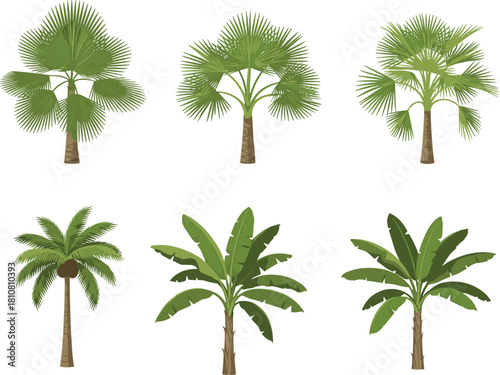 Tropical tree collection, fan palm, coconut palm, banana tree, exotic foliage, botanical illustration, jungle plants, tropical leaves, nature, greenery