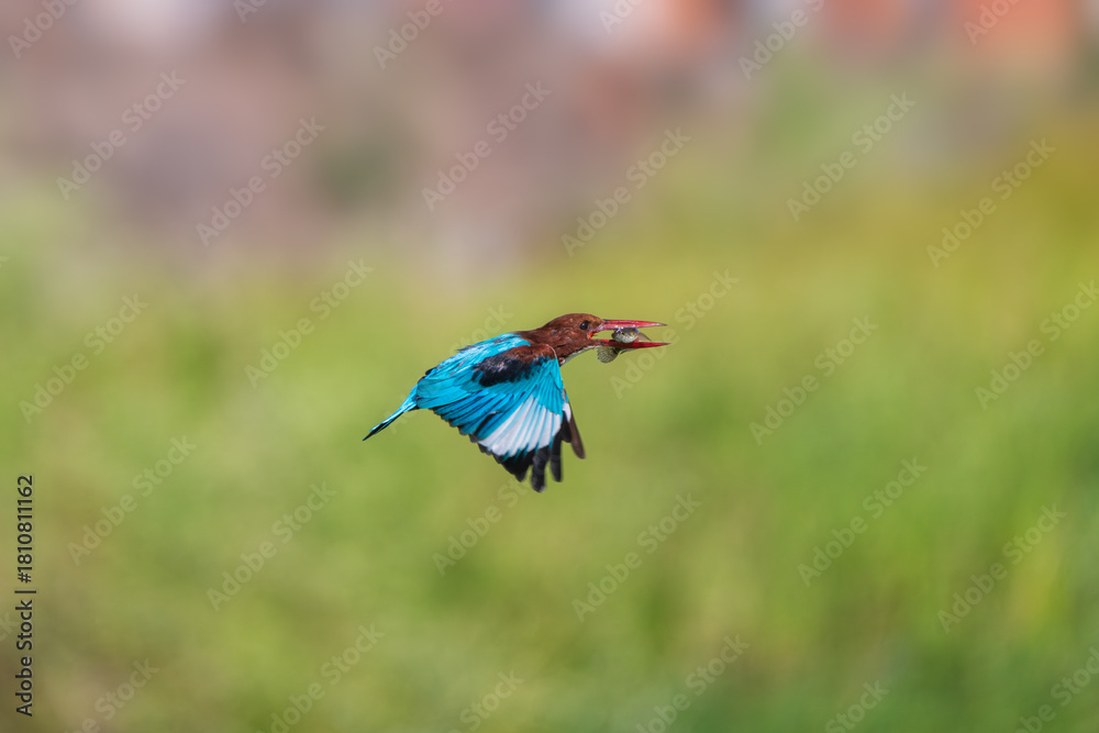 Obraz premium White-throated Kingfisher in mid-flight holding a fresh catch, showcasing vibrant blue wings and striking chestnut plumage. Dynamic wildlife action moment captured with sharp detail and natural light.