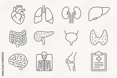 Medical organs line icon set. Vector pictograms of anatomy, body parts, kidney, bladder, pancreas, intestine, thyroid, pelvis, skeleton, joint, hand, nose, mouth, tongue, thin linear illustration.