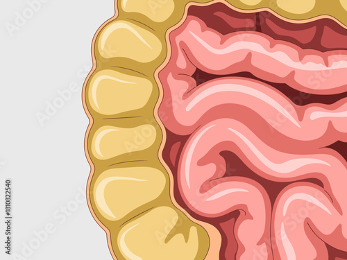 This detailed illustration represents the inner anatomy of human intestines with emphasis on realistic textures, perfect for educational and medical purposes.