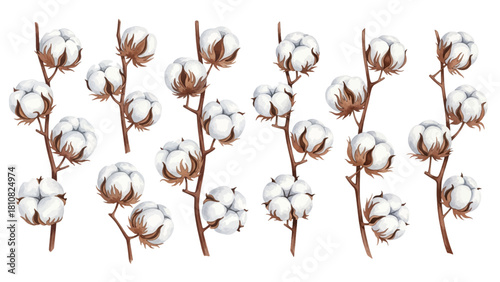 Collection of cotton plant branches with fluffy white bolls and brown stems, isolated on white.