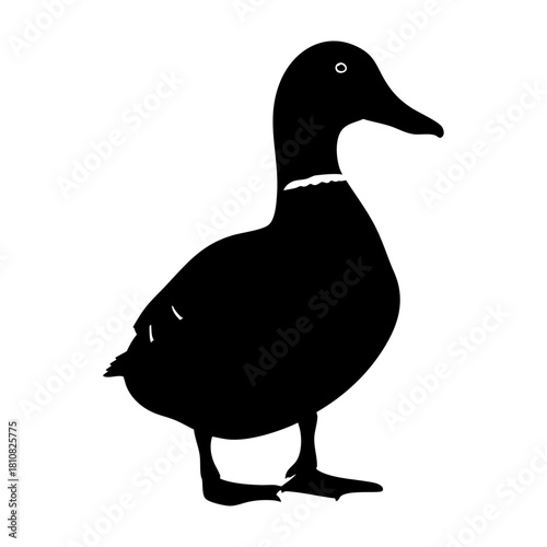 Farm Duck Standing Side Profile Silhouette Vector