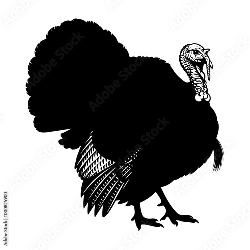 Male Turkey with Fanned Tail Silhouette Vector