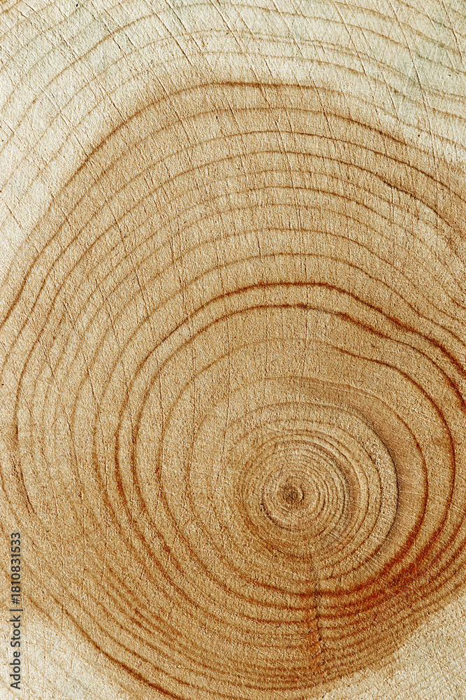 Naklejka premium Slice of wood timber with juniper tree rings, natural geometric pattern, abstract nature background. Natural wooden organic textures and shapes, monochrome brown beige gradient, vertical format