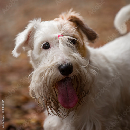 Sealyham terrier close-up portrait in autumn park