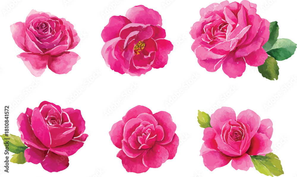 Fototapeta premium set of roses isolated on white