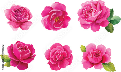 set of roses isolated on white