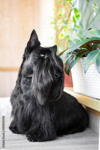 Black scottish terrier sitting on a balcony