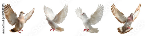 Flying dove collection isolated on a transparent PNG background, white background, cut out