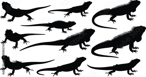 WebTropical Animals and Lizards in Various Poses for Wildlife, Exotic Pets, and Nature Graphics