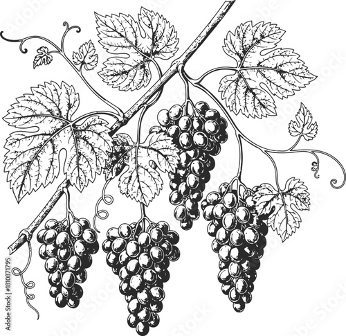 Dark monochrome illustration of a grape vine branch laden with ripe fruit and leaves