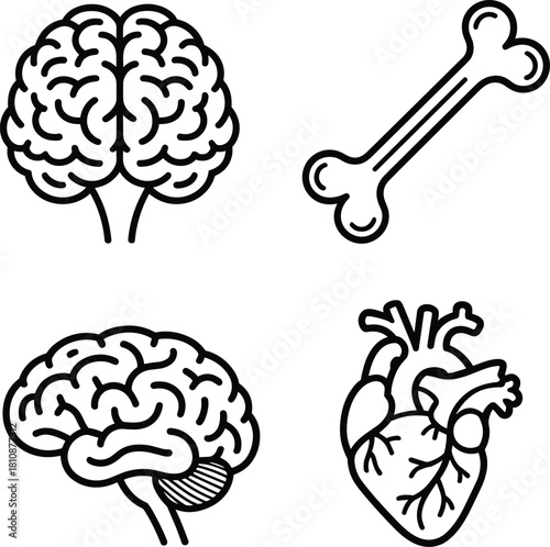 Four medical and anatomical icons brain bone heart
