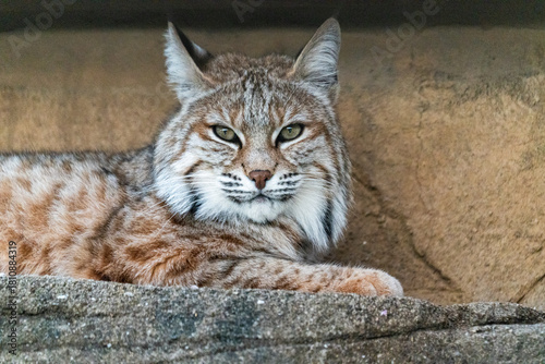 Canvas Print Resting bobcat with intense eyes looking at the camera