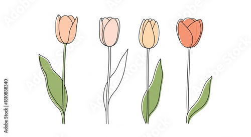 Elegant tulip blooms with minimalist style create a fresh, contemporary feel for spring designs, perfect for invitations and branding projects