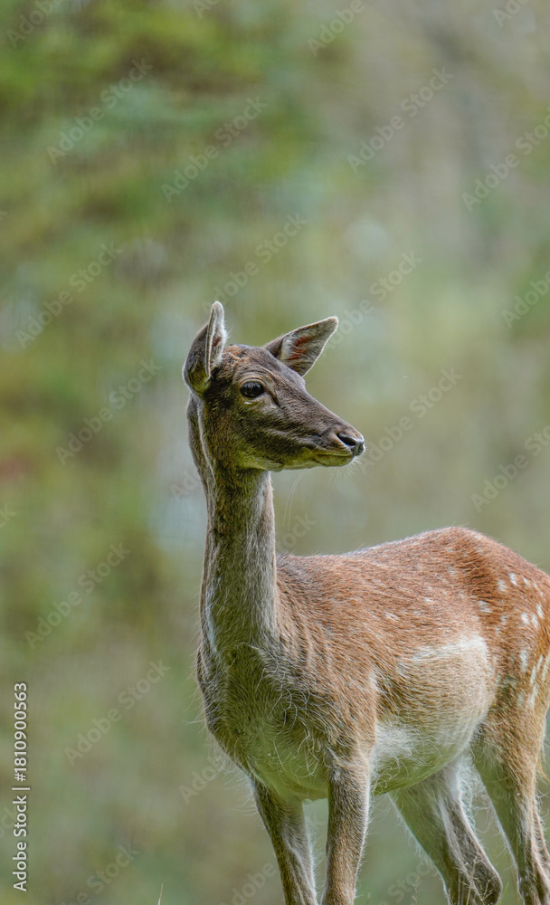Obraz premium impala in the wild