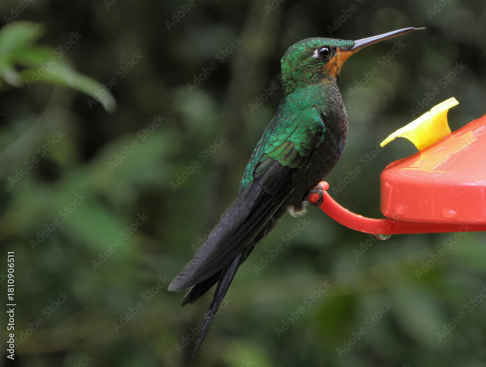 Fototapeta premium green-crowned brilliant hummingbird perched on a feeder in the monteverde cloud forest biological reserve in costa rica, central america