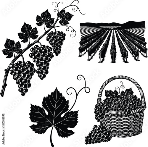 Grapes and vineyard silhouettes with grape basket and vine leaf vector set