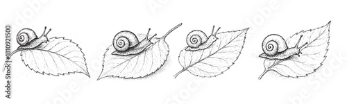 Four different drawings of a leaf with a bug on it. The drawings are all in black and white