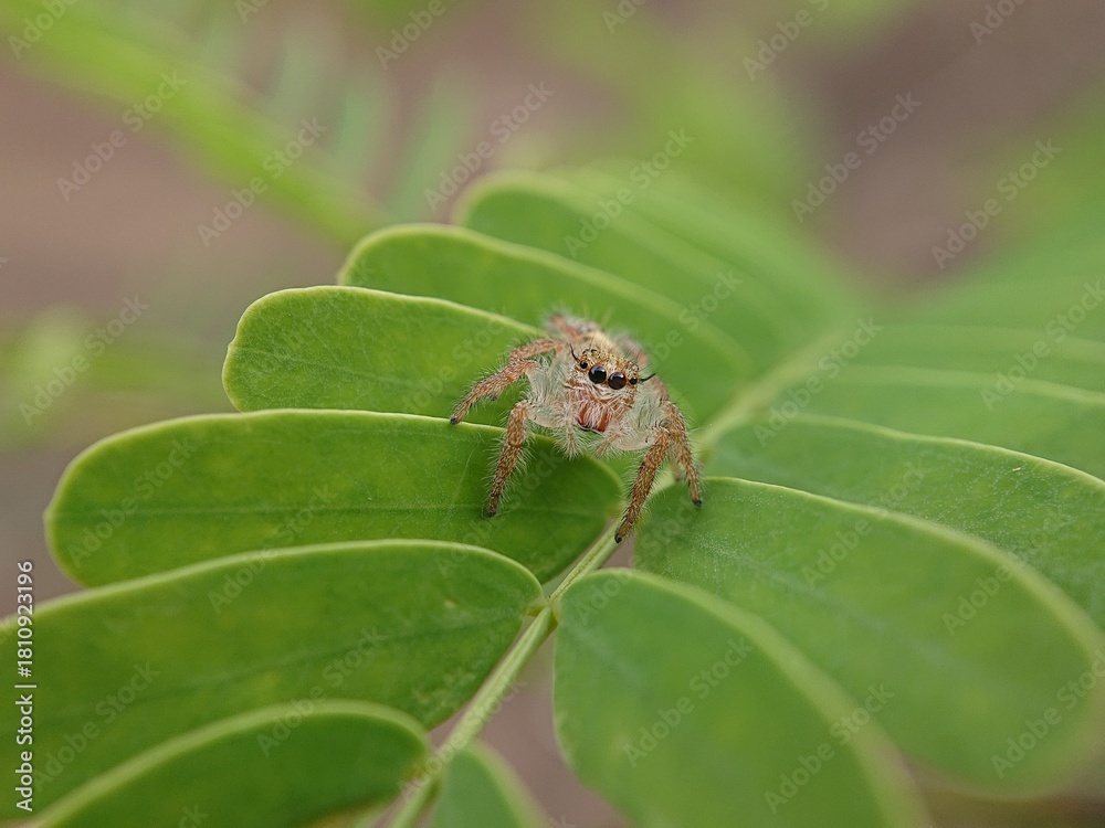 Fototapeta premium jumping spider on a leaf