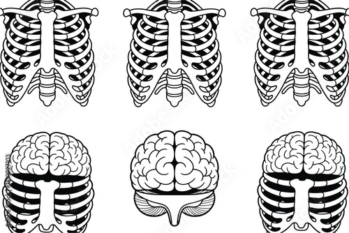 Human Rib Cage and Brain Illustrations human anatomy