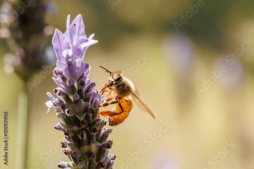 Bee