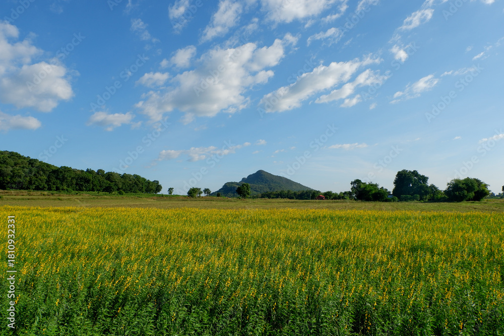 Naklejka premium Yellow Sunn Hemp Field with Mountain Under Blue Sky