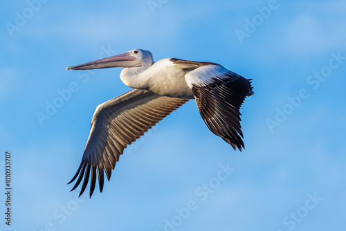Pelican