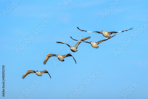 Pelicans