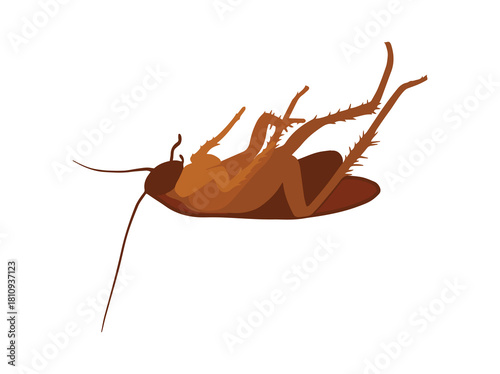Cockroach Die or Dead Insect