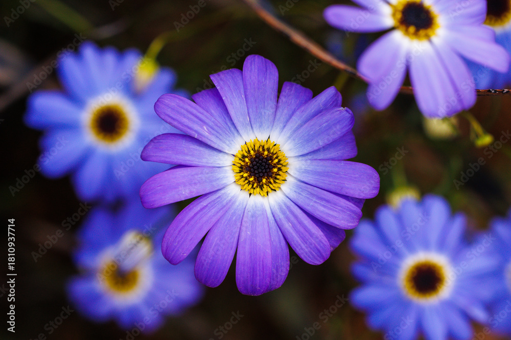 Fototapeta premium Flower