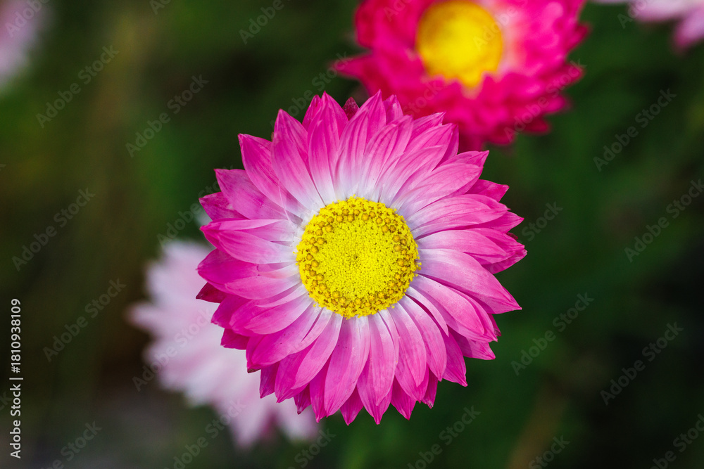 Obraz premium Flower